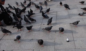 VeniceSister vs the Pigeon